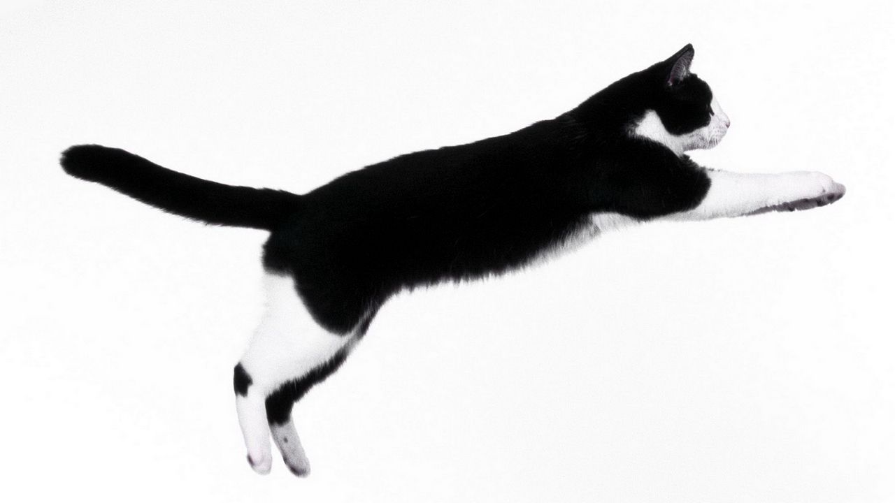 Обои кот, темный, прыжок, импровизация