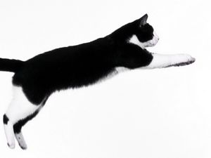Превью обои кот, темный, прыжок, импровизация