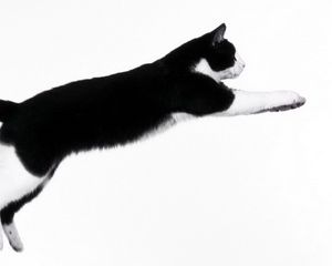 Превью обои кот, темный, прыжок, импровизация