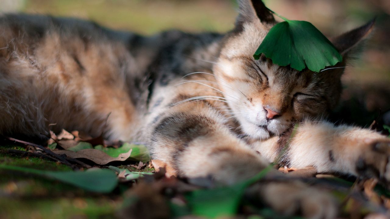 Обои кот, тень, трава, сон, листья