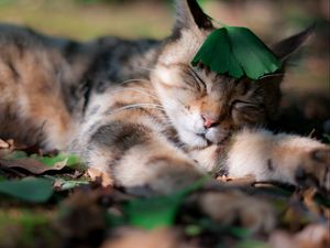 Превью обои кот, тень, трава, сон, листья