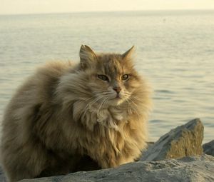 Превью обои кот, толстый, пушистый, сидеть, река, камни