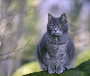 Превью обои кот, толстый, сидеть, серый, полосатый