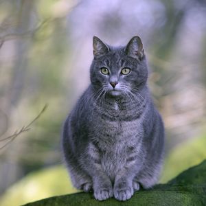 Превью обои кот, толстый, сидеть, серый, полосатый
