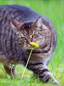 Превью обои кот, толстый, трава, нюхать, прогулка