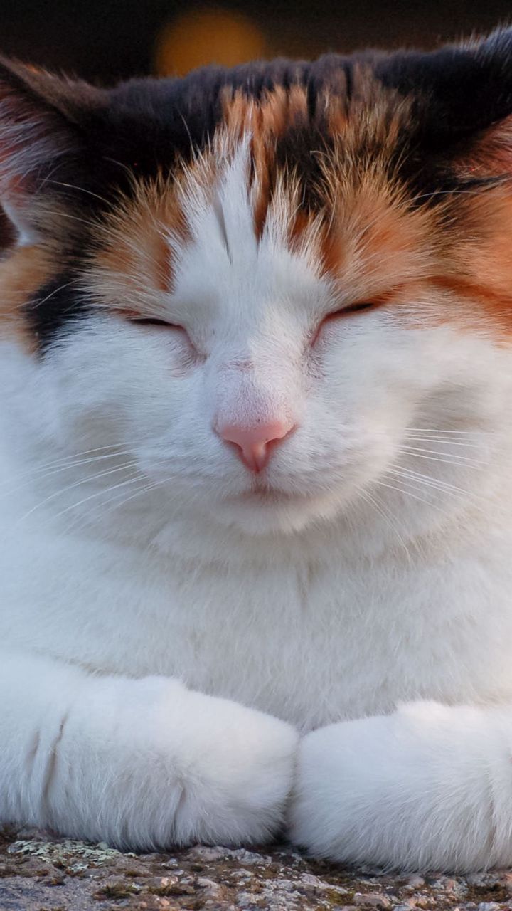 Кошка дремлет