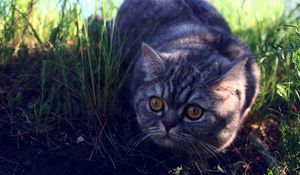 Превью обои кот, трава, испуг, ожидание, тень