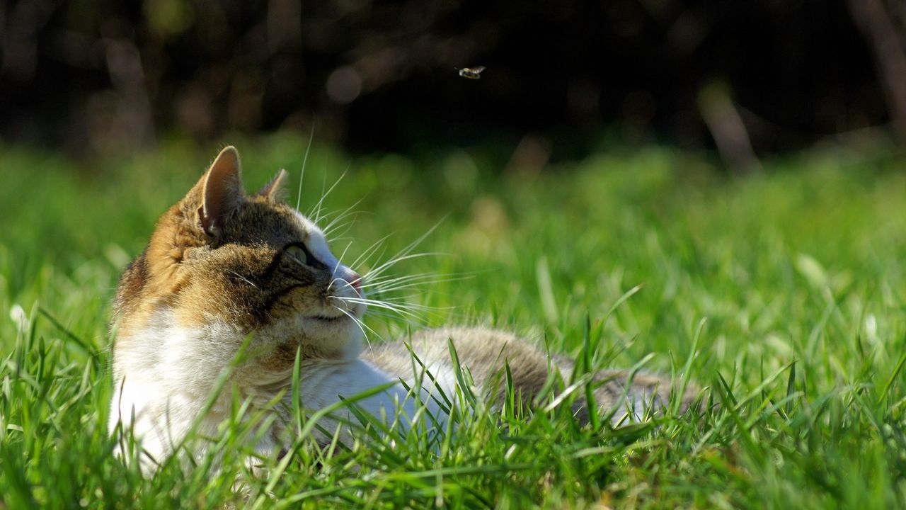 Обои кот, трава, лежать, морда, пятнистый