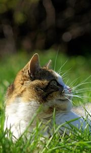 Превью обои кот, трава, лежать, морда, пятнистый