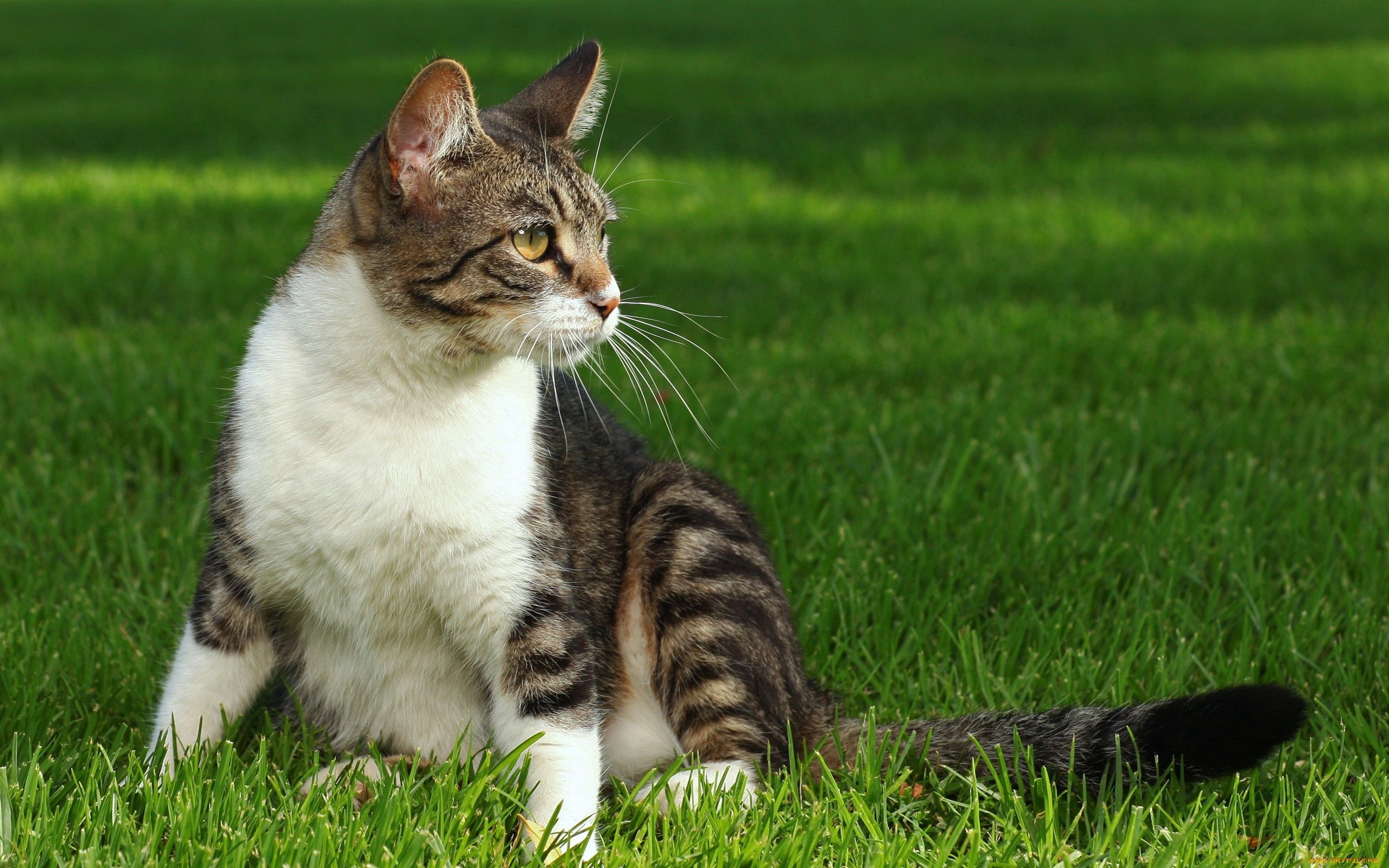 Cat. Полосатый кот беспородный. Полосатый кот дворняга. Беспородные кошки табби. Трава для кошек.