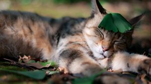 Превью обои кот, трава, лист, спать, сон, спящий, тень
