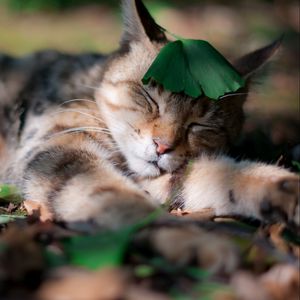 Превью обои кот, трава, лист, спать, сон, спящий, тень