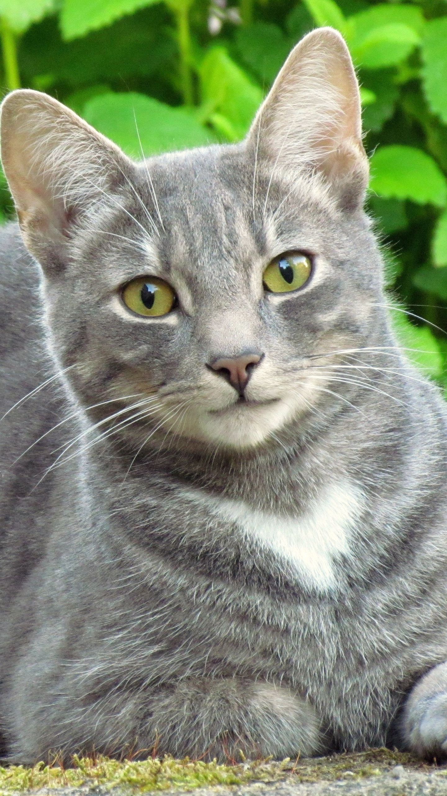 Азиатский табби дымчатый. Европейская короткошерстная голубая. Серый гладкошерстный кот. Кошка серая. Название серой кошки