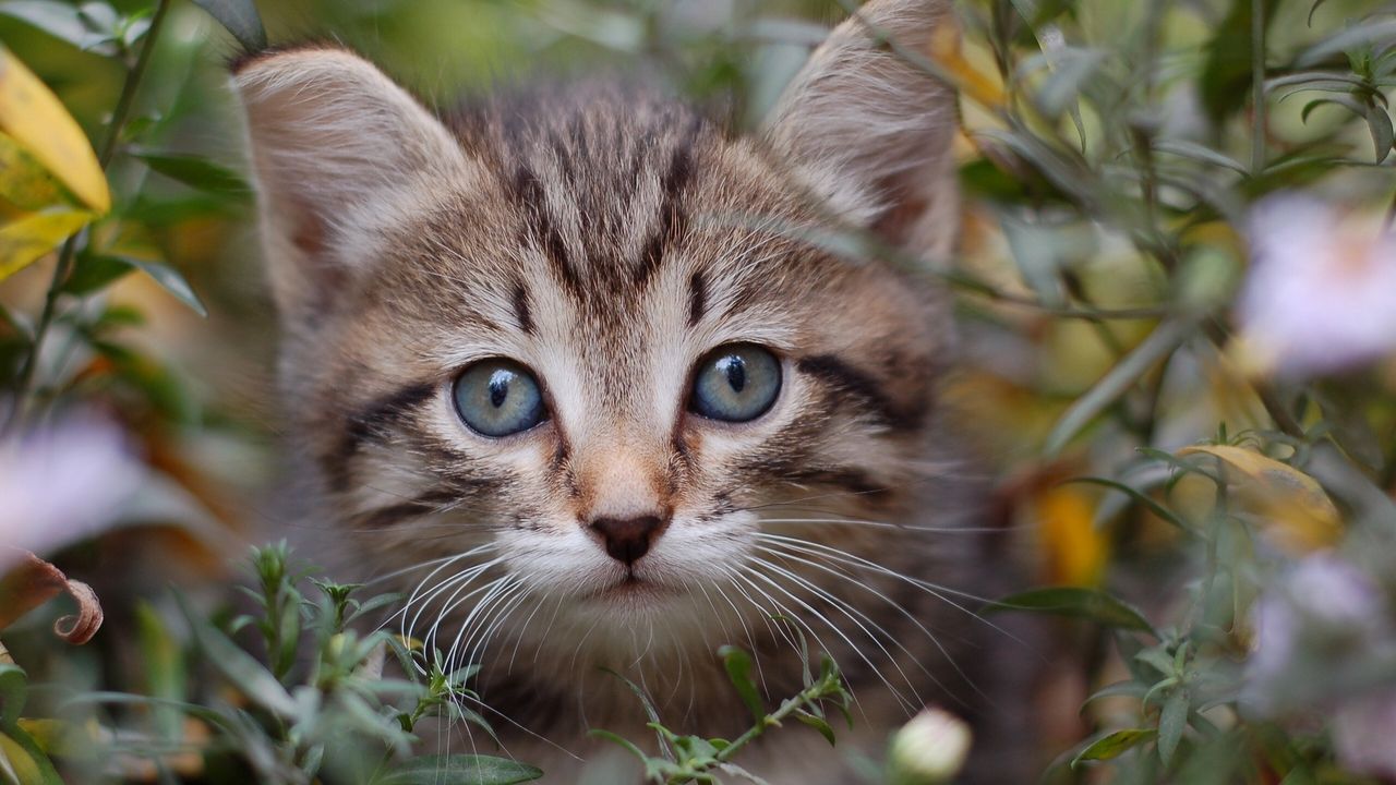 Обои кот, трава, листья, выглядывать, котенок
