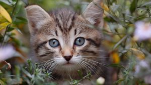 Превью обои кот, трава, листья, выглядывать, котенок