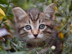 Превью обои кот, трава, листья, выглядывать, котенок