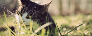 Превью обои кот, трава, морда, выглядывать