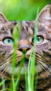 Превью обои кот, трава, морда, прятаться