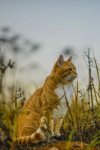 Превью обои кот, трава, небо, сидит