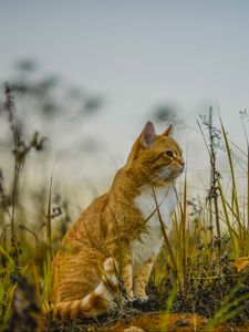 Превью обои кот, трава, небо, сидит