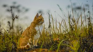 Превью обои кот, трава, небо, сидит