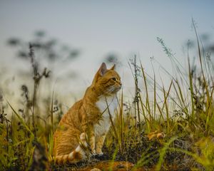 Превью обои кот, трава, небо, сидит