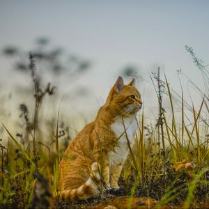 Превью обои кот, трава, небо, сидит