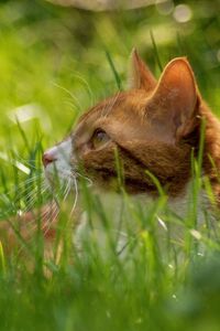 Превью обои кот, трава, одуванчик, прятаться