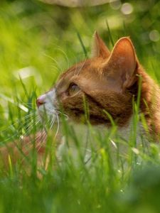 Превью обои кот, трава, одуванчик, прятаться