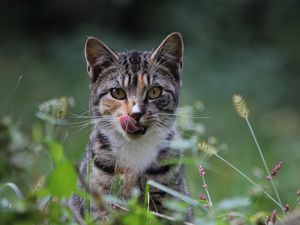 Превью обои кот, трава, охота, осторожность, внимание