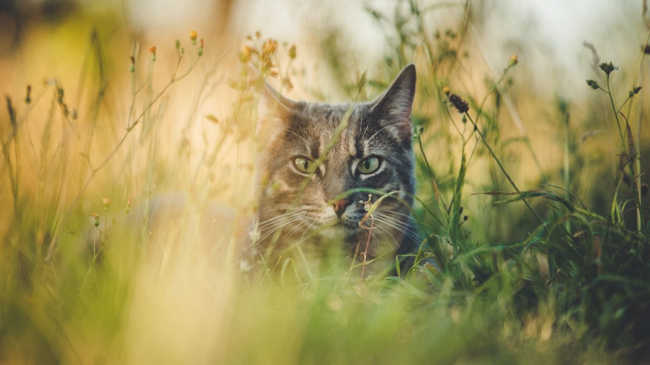 Обои кот, трава, прятаться, питомец, животное