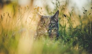 Превью обои кот, трава, прятаться, питомец, животное