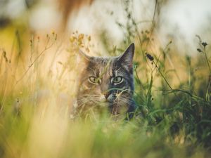 Превью обои кот, трава, прятаться, питомец, животное