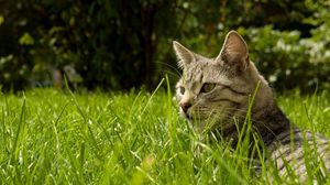 Превью обои кот, трава, прятаться, полосатый