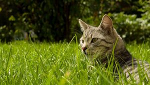 Превью обои кот, трава, прятаться, полосатый