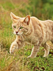 Превью обои кот, трава, прогулка