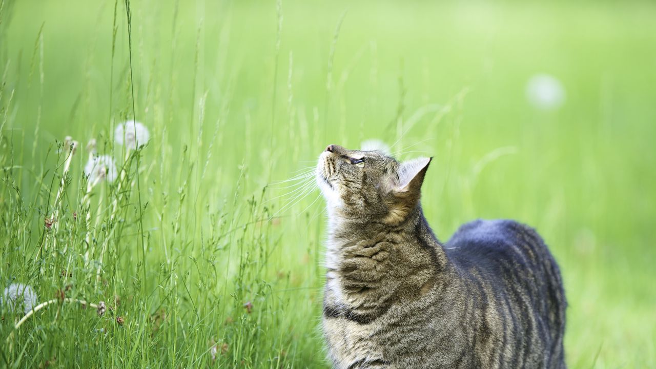 Обои кот, трава, прогулка, толстый, любопытство, наблюдать