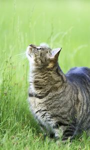 Превью обои кот, трава, прогулка, толстый, любопытство, наблюдать