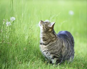 Превью обои кот, трава, прогулка, толстый, любопытство, наблюдать
