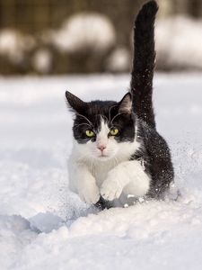 Превью обои кот, трава, прогулка, прыжок