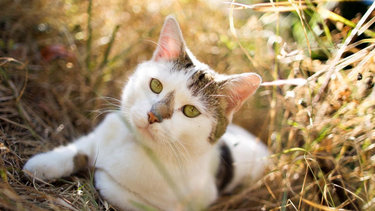 Обои кот, трава, сидеть, пятнистый, взгляд, ожидание