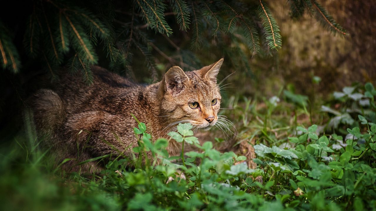 Картинки охотящихся кошек