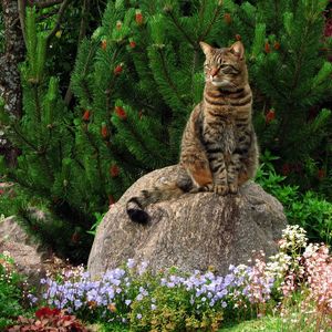 Превью обои кот, трава, цветы, сад, камень, сидеть, пейзаж