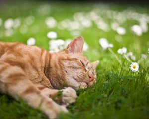 Превью обои кот, трава, цветы, лежать, сон