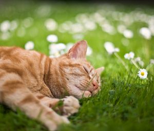 Превью обои кот, трава, цветы, лежать, сон