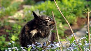 Превью обои кот, трава, ветки, цветы