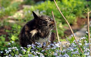 Превью обои кот, трава, ветки, цветы