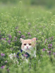 Превью обои кот, трава, выглядывает