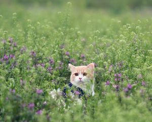 Превью обои кот, трава, выглядывает