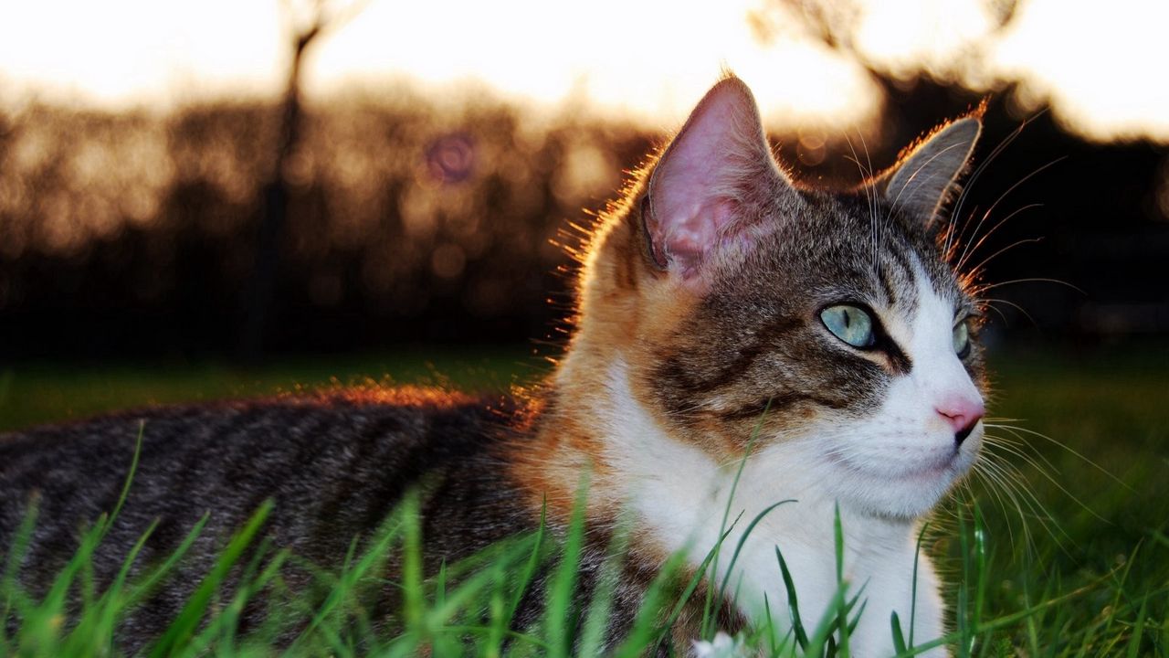 Обои кот, трава, взгляд, лежать, пятнистый, полосатый